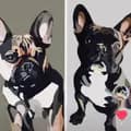 French Bulldog Brothers 🐾❤️🐾-maverick_and_cooper