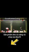 GoldfishAnGiang-goldfishangiang