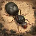 The Ants: Underground Kingdom-theants_global