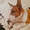 Olivia Kors-bullterrier_life