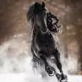 Tys the Friesian-tys_the_friesian