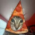 Pizza Crust the cat-pizza_cwust