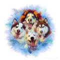 Five Huskies One Home 🏠-fivehuskiesonehome