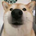 Mitsu the Shibster doge-shibster_doge