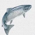 Fish Silver-fishsilver
