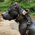 Magno Amstaff-magno_amstaff