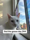 Goose-sillygoose647
