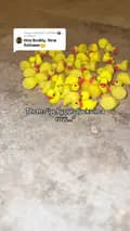 Small Ducks Business-smallduckbuisness