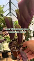 Plante La Vie -Matt & Monet-plantelavienursery