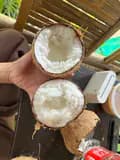 coconut-coconut2046