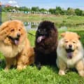 ChowChow Family 🐾-chowchowfamily1