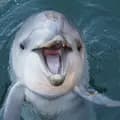 Delfin Utrish-dolphin.utrish