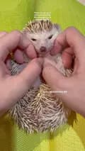 Hedgehog.idn-hedgehog.idn