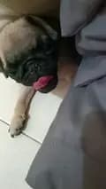 Pugs-pugslive