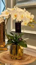 Orchids Decor-orchids.decor_exclusive