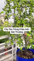 Cây Giống Liên Việt-caygionglienviet_164