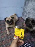 Pugs-pugslive