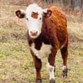 Piney Bend Cattle-piney_bend_cattle