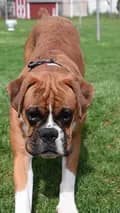 Your fave Boxer <3-mugsie.the.boxer