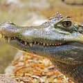 Crocodile Man-chenhumkd1314520