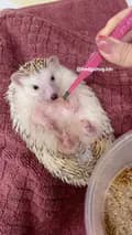 Hedgehog.idn-hedgehog.idn