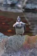 The Birds Channel-the_birds_channel