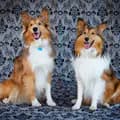 Robbie and Axel-robandax_theshelties