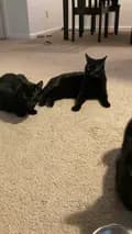 Black Cat Factory-blackcatfactory