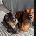 Bella and Luna | dachshunds-xbella.lunax