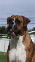 Your fave Boxer <3-mugsie.the.boxer