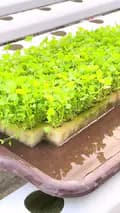 greenhouse hydroponics-greenhouse_hydroponics