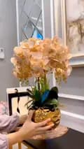 Orchids Decor-orchids.decor_exclusive