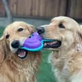 Two Goldens-twogoldens