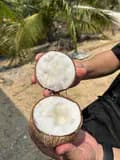 coconut-coconut2046