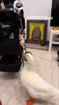 Wrinkle the Duck-seducktiv