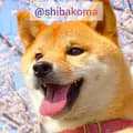 柴犬コマリ-shibakoma