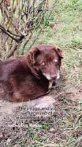Laura - Sadies Dog Rescue 🐾-lauramyatt_savingsouls