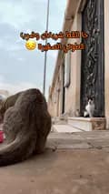 أم هالات وقطط الحارة-ekitten1