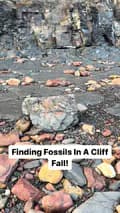 yorkshire.fossils-yorkshire.fossils