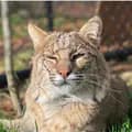 Rustic Acres Wildcat Rescue-rawr_sanctuary