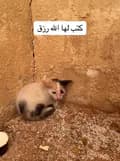 أم هالات وقطط الحارة-ekitten1