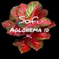 soffy aglonema.id-sofiaglonema21