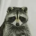 Bandit the Raccoon-banditthecoon