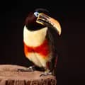 Chester the Toucan-chester_the_toucan