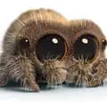 Lucas the spider-lucas.the.cute.spider_