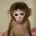 Cute Animals-poormonkey