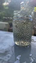 Baby Frogs-.baby.frogs