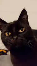 BlackVelvet-kitty.theduchess