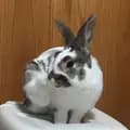 BunnyFacey-bunnyfacey