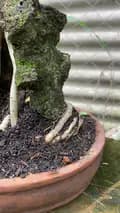 tentobonsai-tento_bonsai